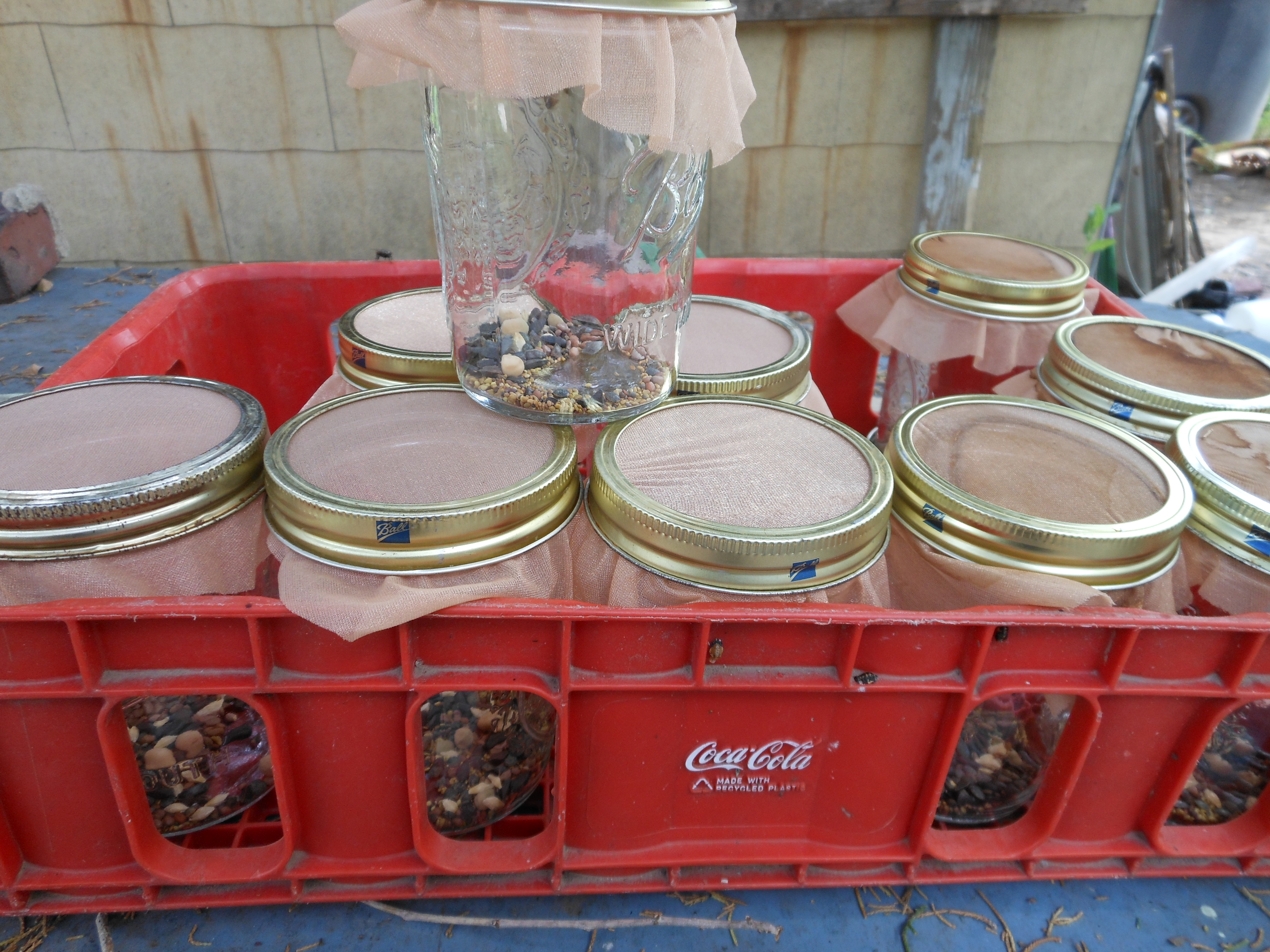 Growing Food in Canning Jars